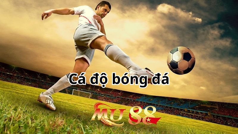 Cá độ bóng đá tại nhà cái